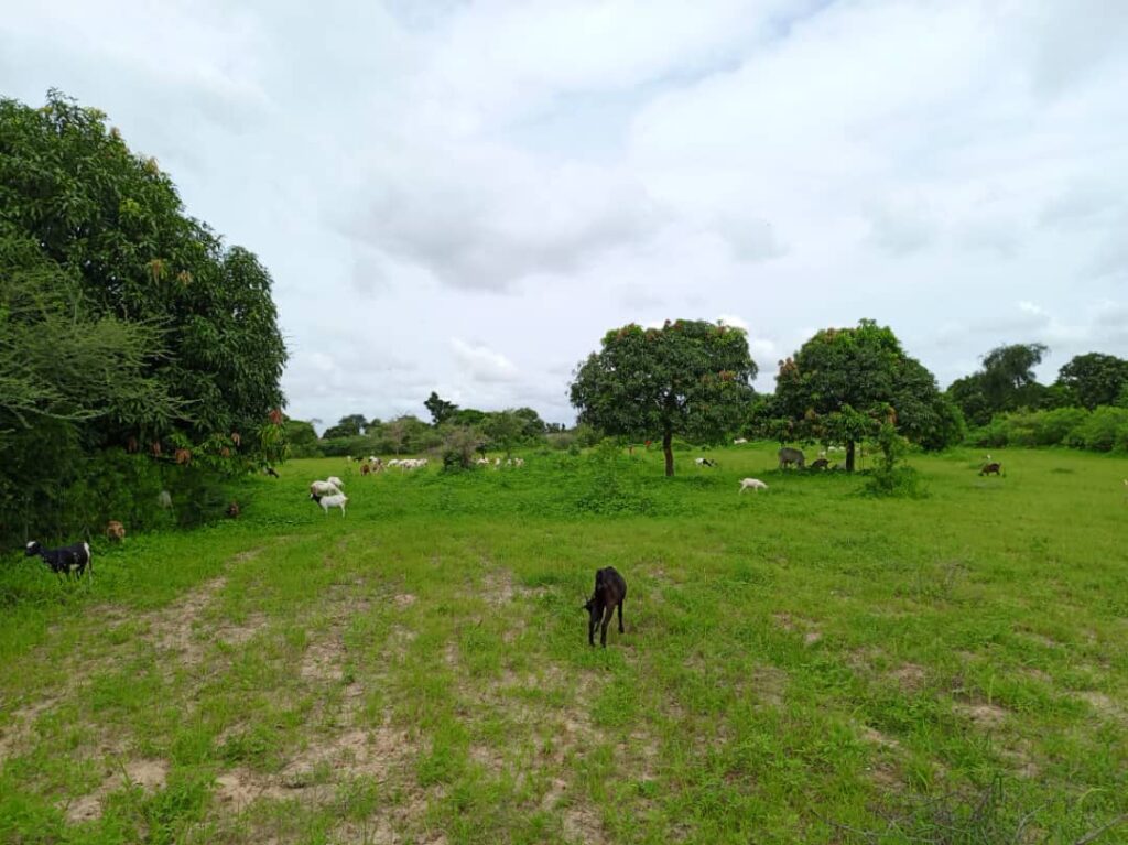 Verger de 6 252 m² vers Notto Diobass – Thiès