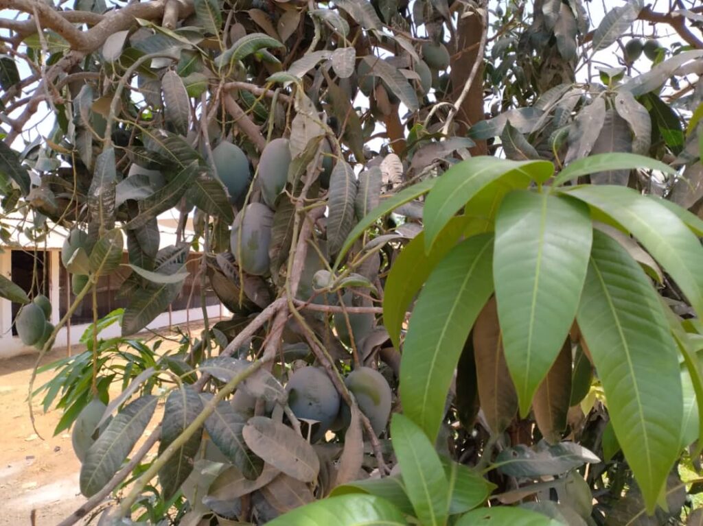 Ferme de 1,95 Hectare vers Keur Moussa – Thiès