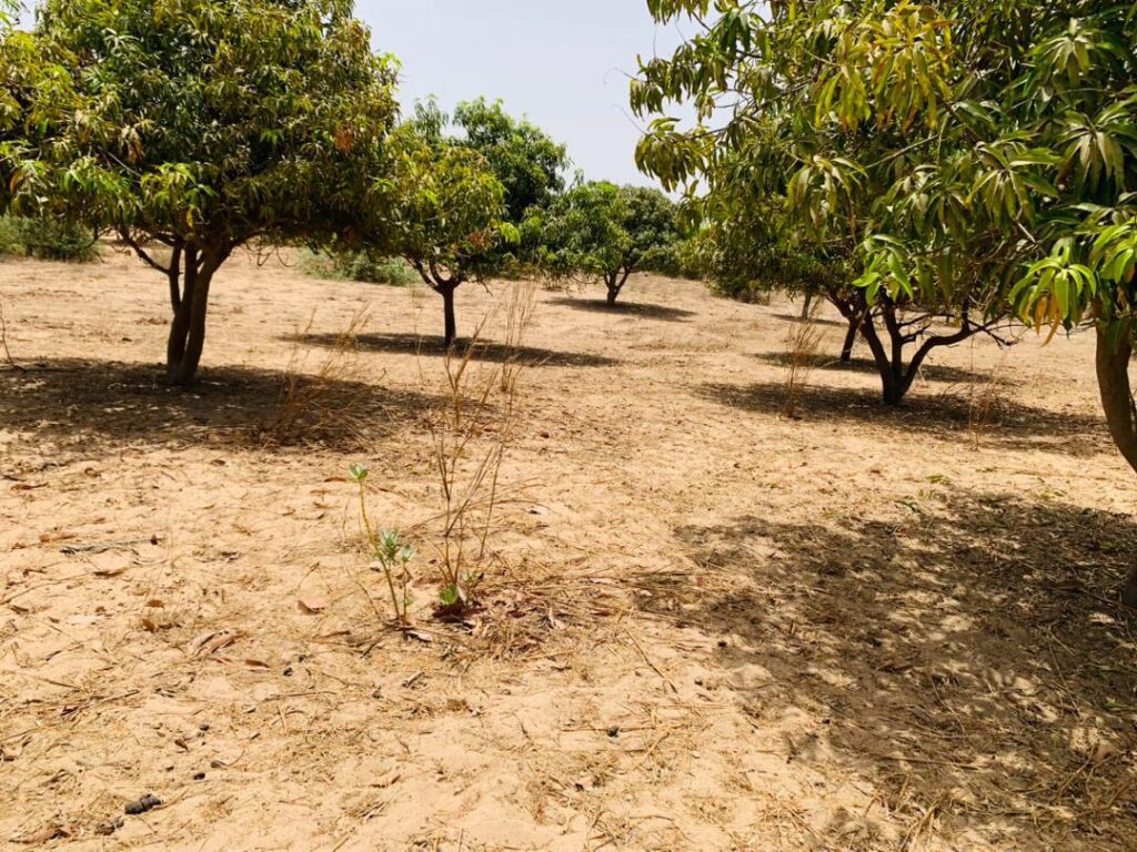 Verger de 3,31 Hectares vers Fandéne – Thiès
