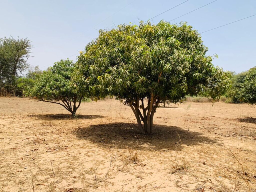 Verger de 3,31 Hectares vers Fandéne – Thiès