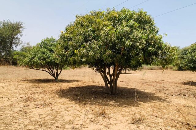 Verger de 3,31 Hectares vers Fandéne – Thiès