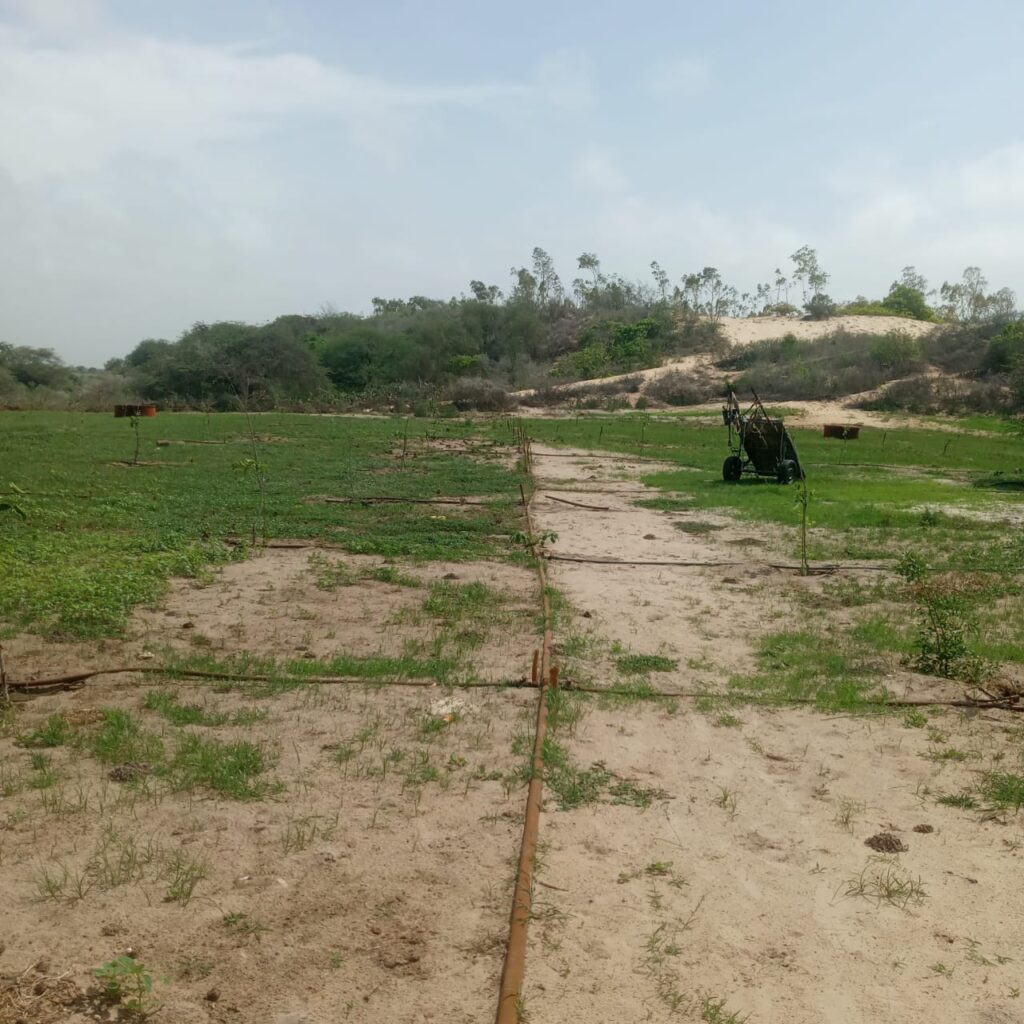 Verger de 1,50 Hectare vers Mboro – Tivaouane