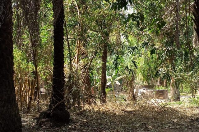 Verger de 1 Hectare vers Kafountine – Bignona