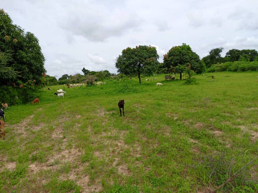 Verger de 6 252 m² vers Notto Diobass – Thiès