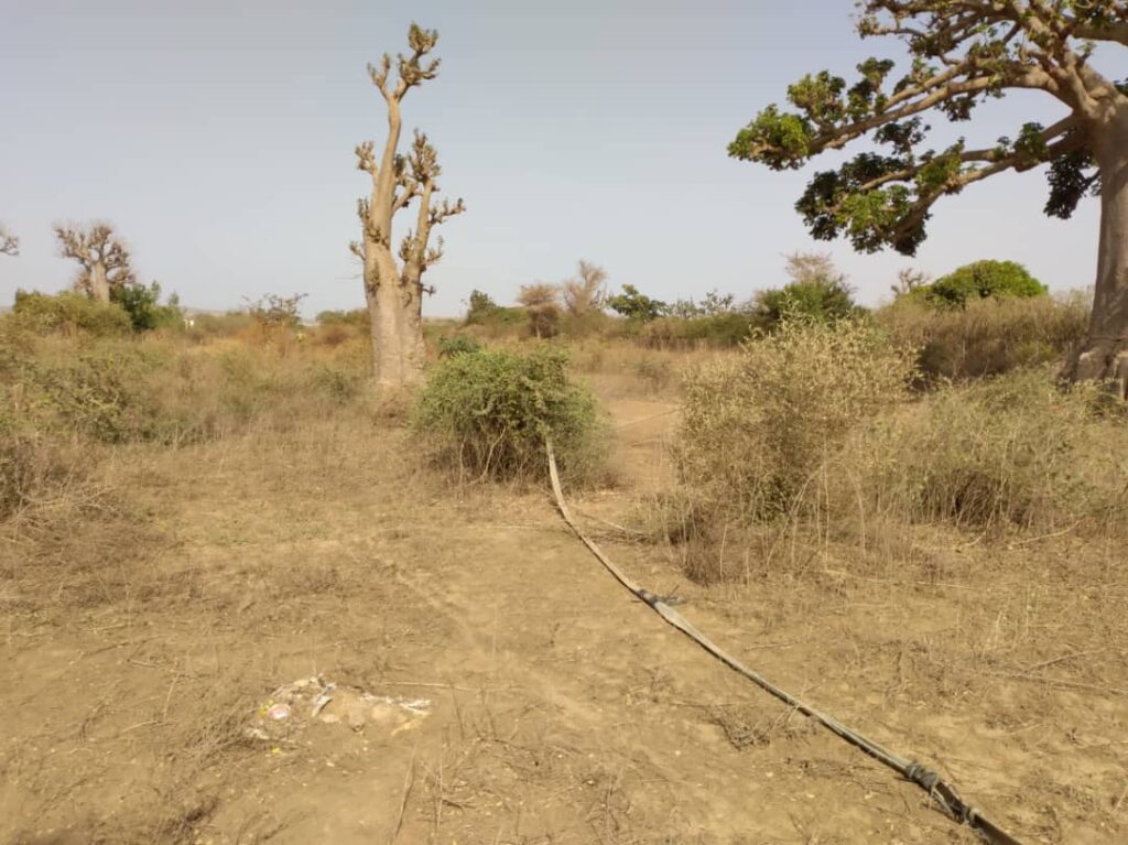 Verger de 1,46 Hectare vers Keur Moussa – Thiès