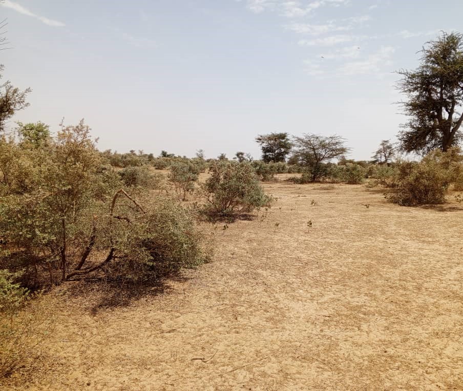 Terrain Agricole de 100 Hectares vers Koul – Tivaouane