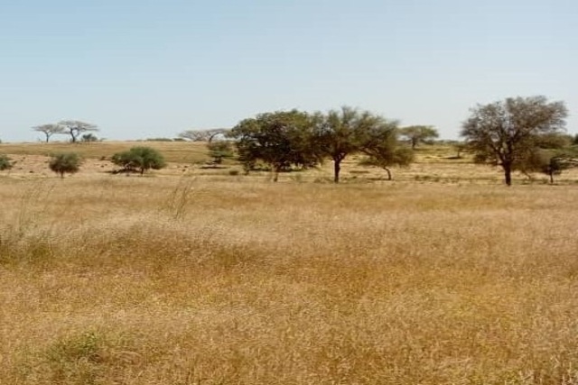 Terrain Industriel de 2 Hectares en bordure de la route vers Léona – Louga