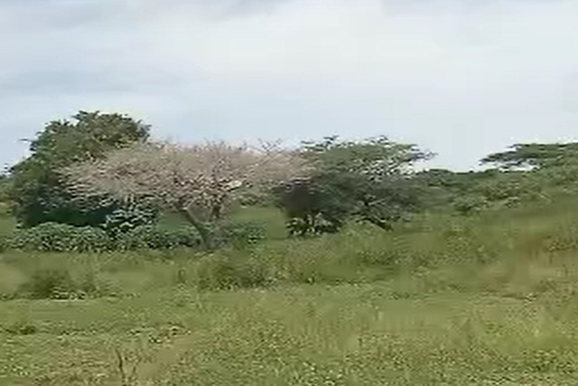 Terrain Agricole de 6 Hectares vers Léona – Louga