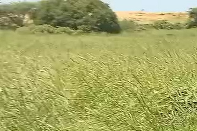 Terrain Agricole de 6 Hectares vers Léona – Louga