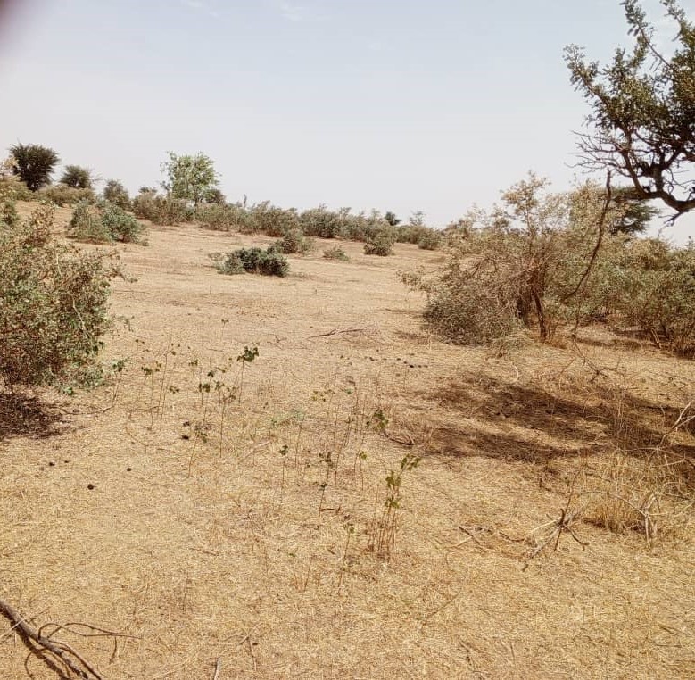 Terrain Agricole de 48 Hectares vers Koul – Tivaouane