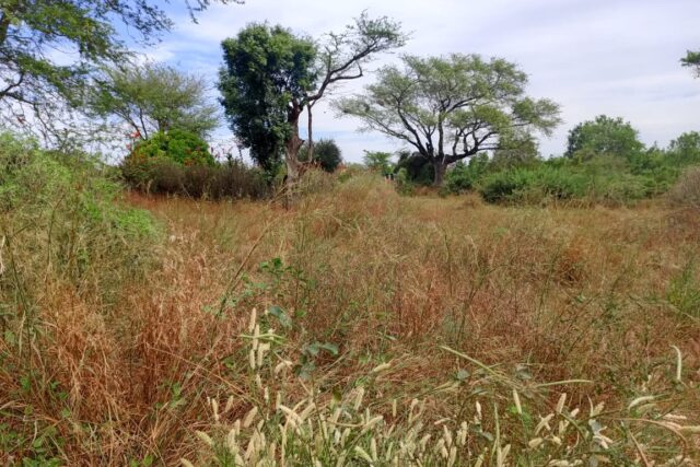 Terrain Agricole de 9 686 m² vers Tassette – Thiès