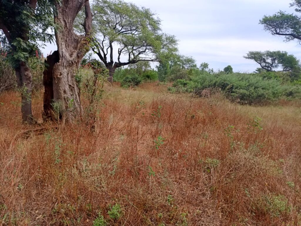 Terrain Agricole de 9 686 m² vers Tassette – Thiès