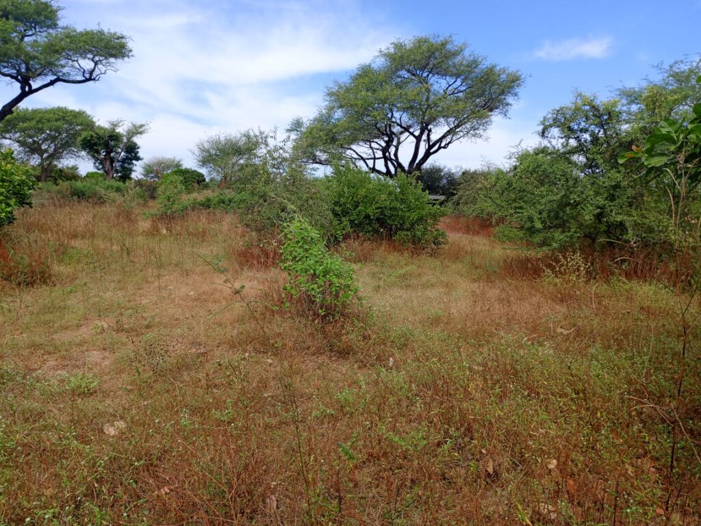 Terrain Agricole de 9 686 m² vers Tassette – Thiès