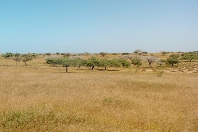 Terrain Agricole de 3 Hectares vers Léona – Louga