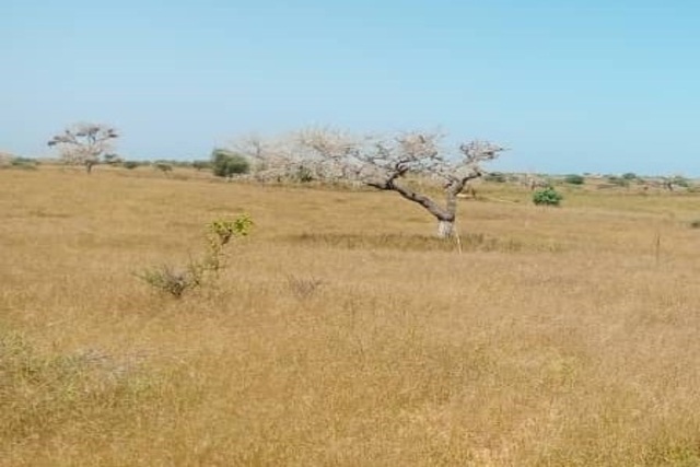 Terrain Agricole de 3 Hectares vers Léona – Louga