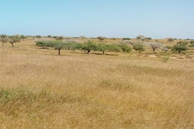 Terrain Agricole de 3 Hectares vers Léona – Louga