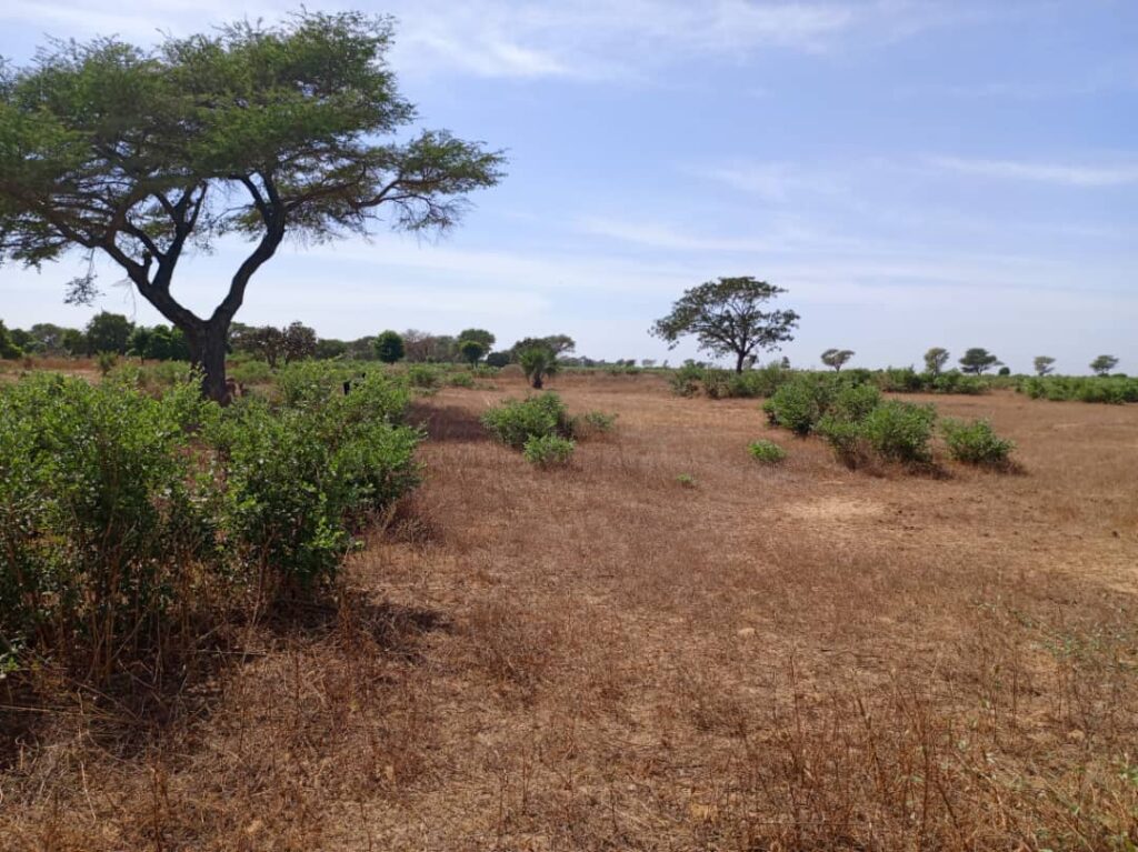 Terrain Agricole de 1,28 Hectare vers Tassette – Thiès