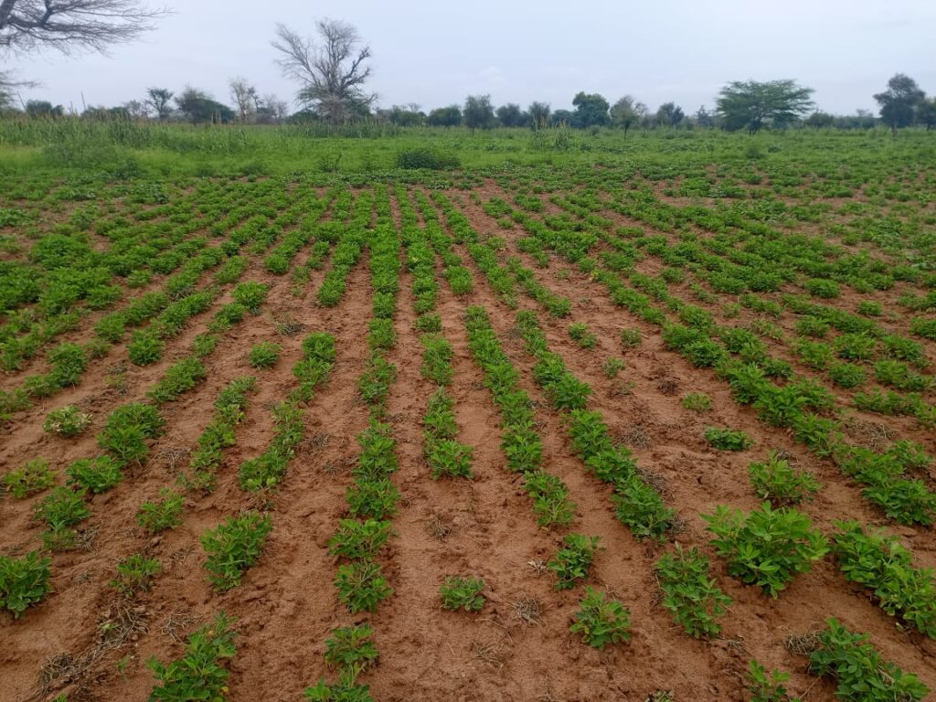 Terrain de 1,95 Hectare en bordure de Piste vers Ngabou – Mbacké