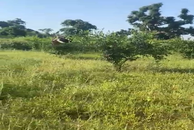 Verger Agricole de 4 405 m² vers Notto Diobass – Thiès