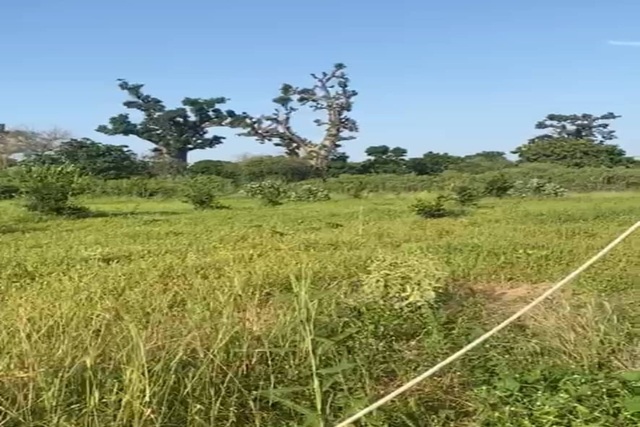 Verger Agricole de 4 405 m² vers Notto Diobass – Thiès