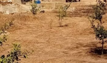 Verger de 5 250 m² vers Tassette – Thiès