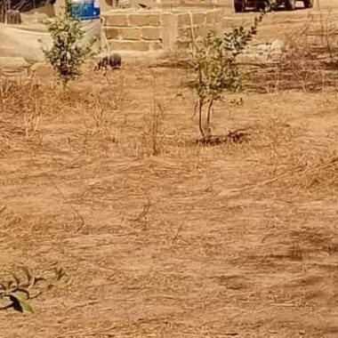 Verger de 5 250 m² vers Tassette – Thiès