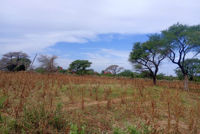 Terrain Agricole de 2,50 Hectares vers Tassette – Thiès