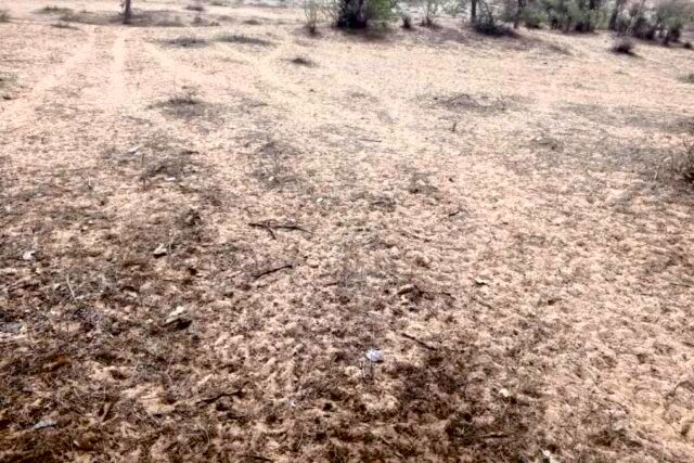 Terrain Agricole de 8 hectares vers Diokoul Djawingne – Louga