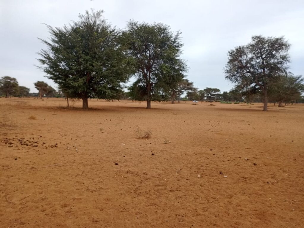 Terrain Agricole de 1,54 Hectare vers Touba Toul – Thiès