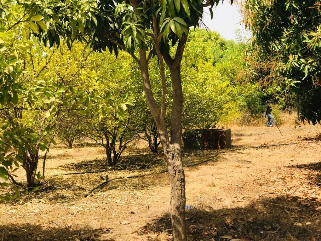 Ferme de 1,15 Hectare vers Fimela – Fatick