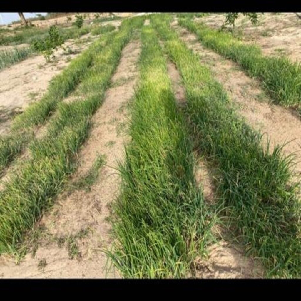 Verger de 4,30 hectares vers Taiba Ndiaye – Tivaouane