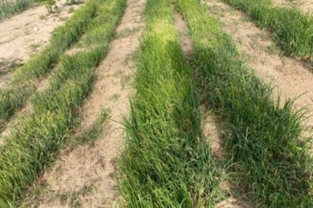 Verger de 4,30 hectares vers Taiba Ndiaye – Tivaouane