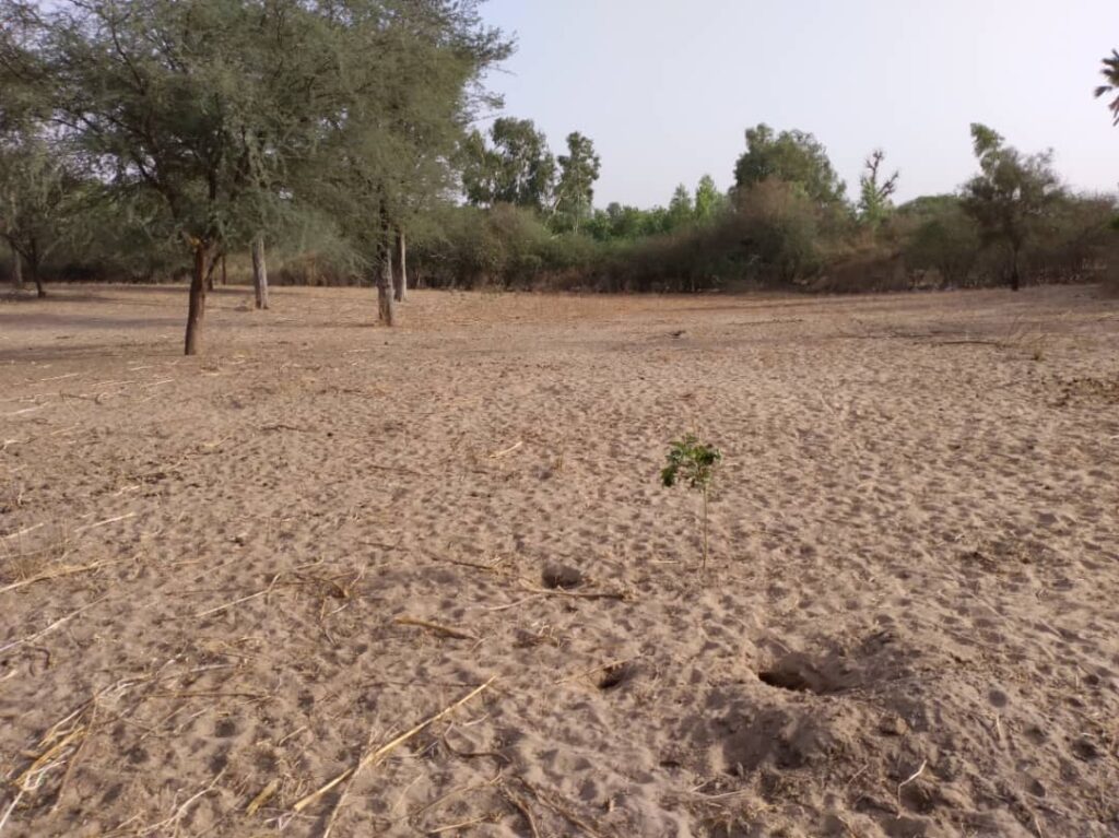Verger de 1,03 hectare vers Keur Cheikh Ibra Fall – Diourbel