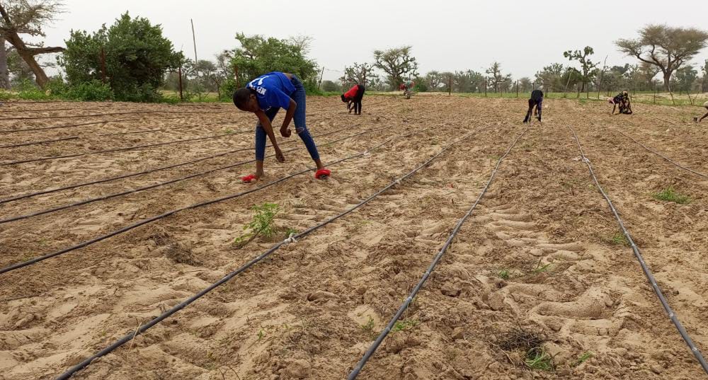 verger de 3,30 Hectares vers Tassette – Thiès