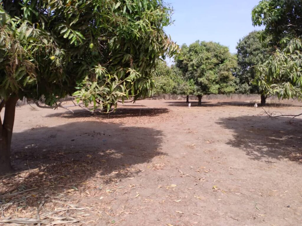Verger de 3 160 m² vers Tataguine – Fatick