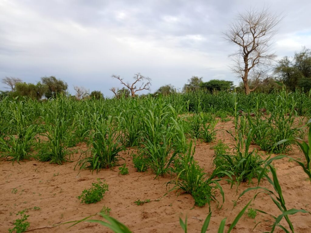 Terrain Agricole de 20 Hectares vers Dalla ngadou – Mbacké