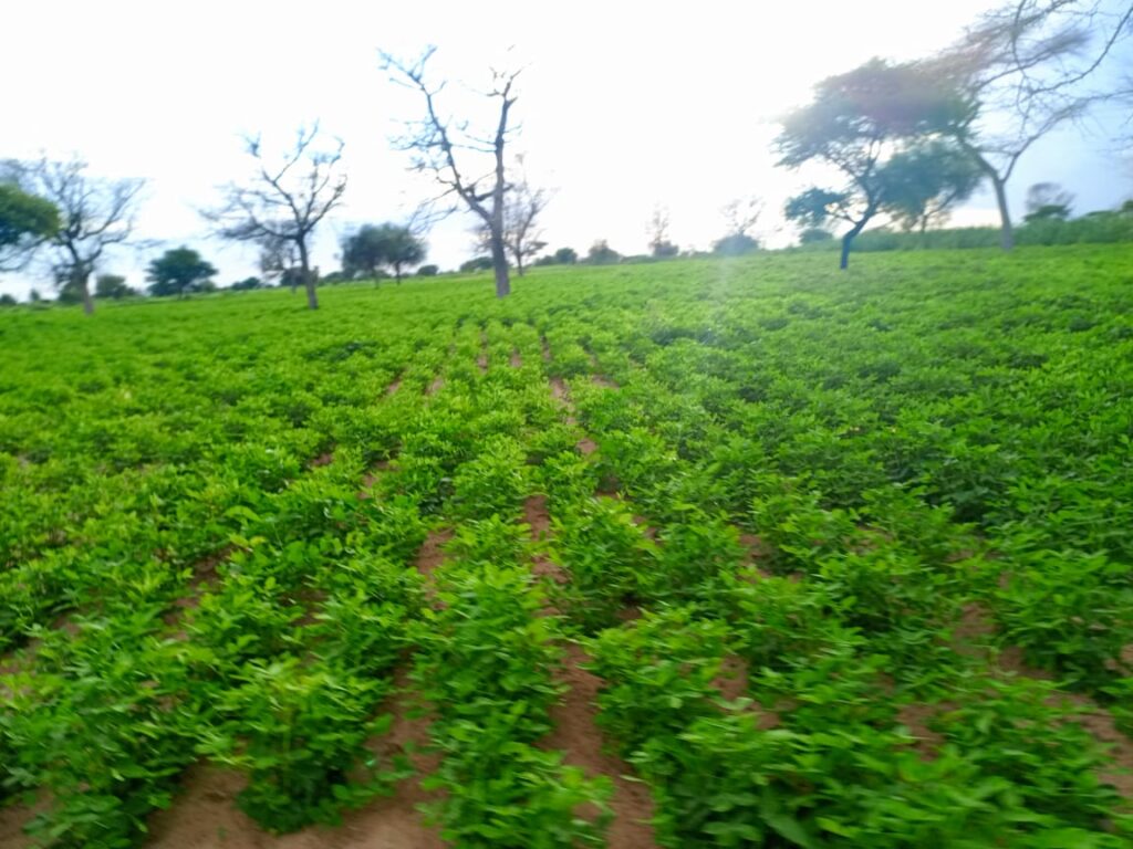 Terrain Agricole de 20 Hectares vers Dalla ngadou – Mbacké