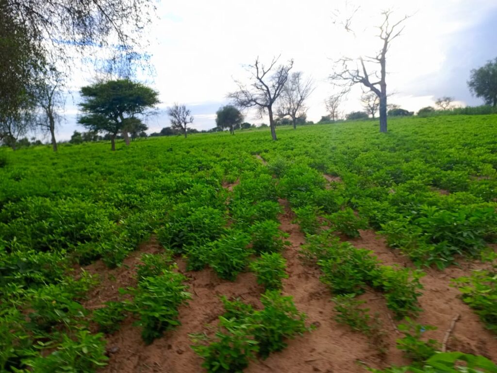 Terrain Agricole de 20 Hectares vers Dalla ngadou – Mbacké