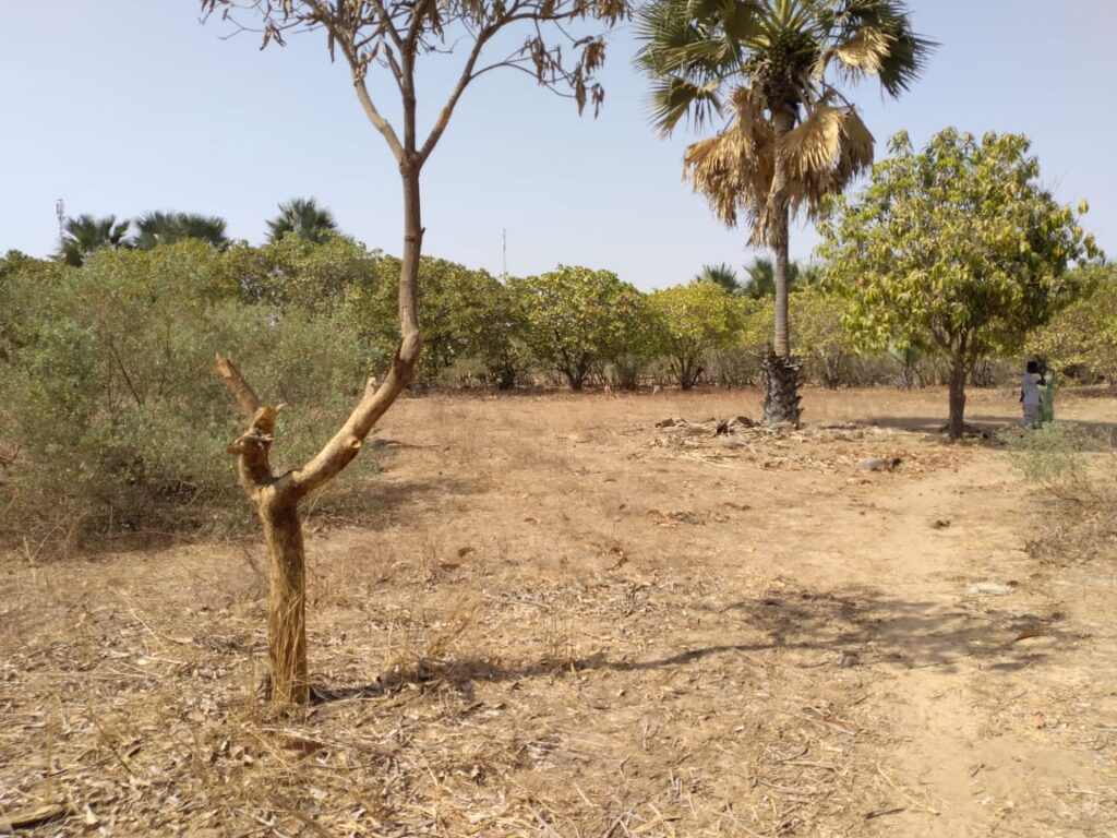 Verger de 8630 m² vers Tataguine – Fatick