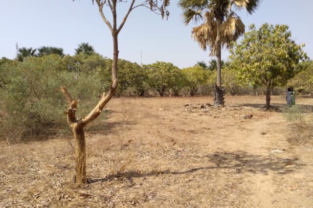 Verger de 8630 m² vers Tataguine – Fatick