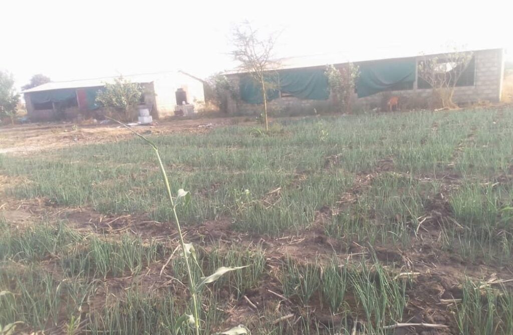 Verger de 1 hectare vers Nguéniène – Mbour