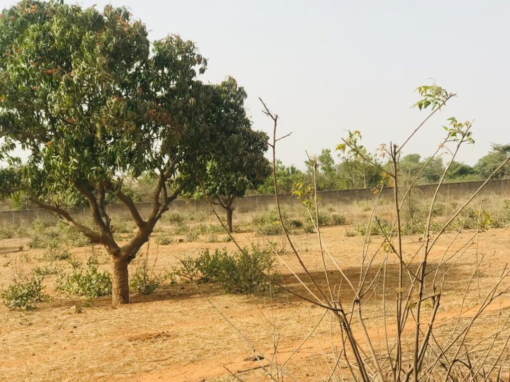 Verger de 1,79 hectare vers Pout – Thiès