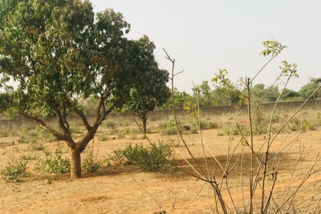 Verger de 1,79 hectare vers Pout – Thiès