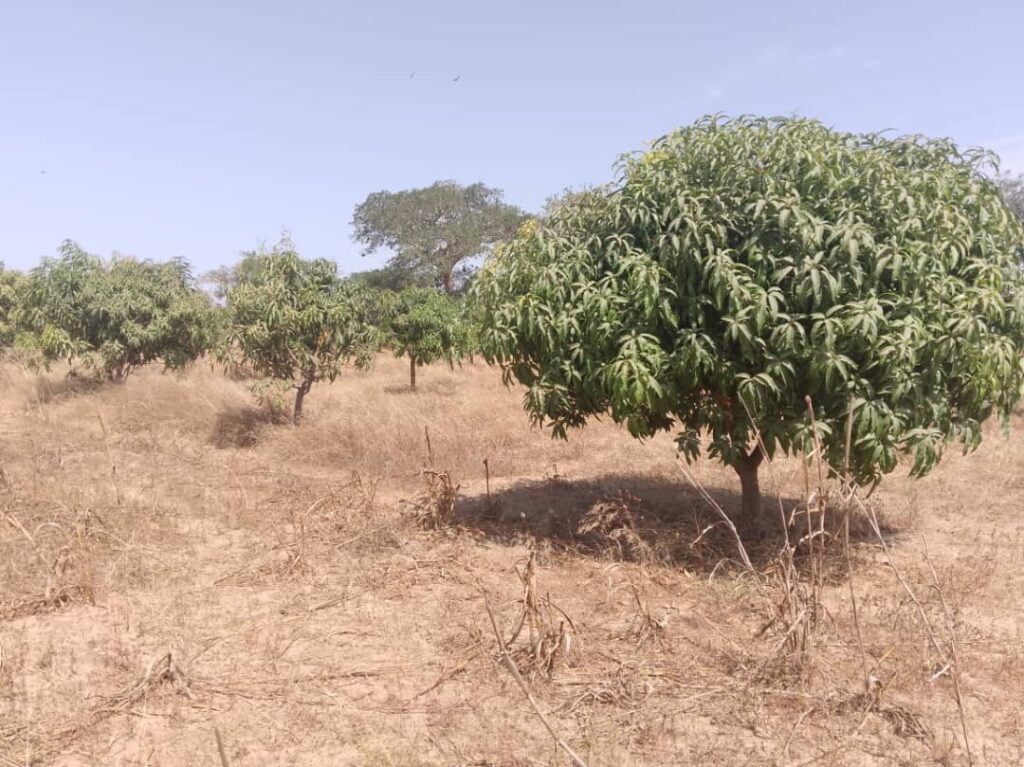 Verger de 1,88 hectare vers Nguéniène – Mbour