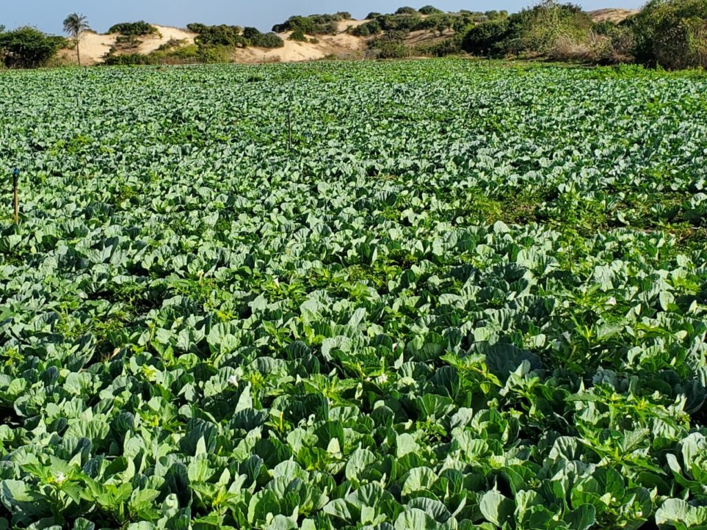 Verger de 1,65 hectare vers Notto Gouy Diama – Tivaouane