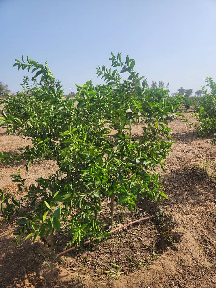 Verger de 1,23 Hectare vers Sandiara – Mbour