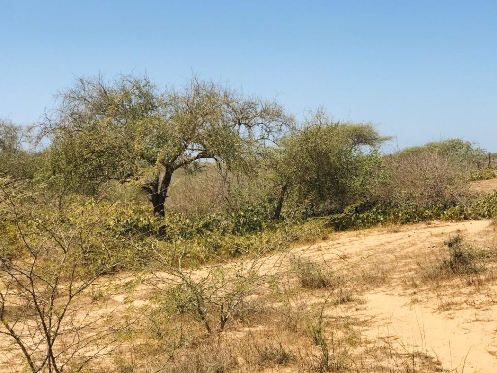 Verger de 2 hectares vers Gandiol – Saint Louis