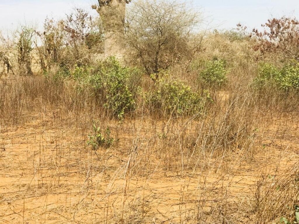 Terrain agricole de 1,50 hectare vers Sindia – Mbour