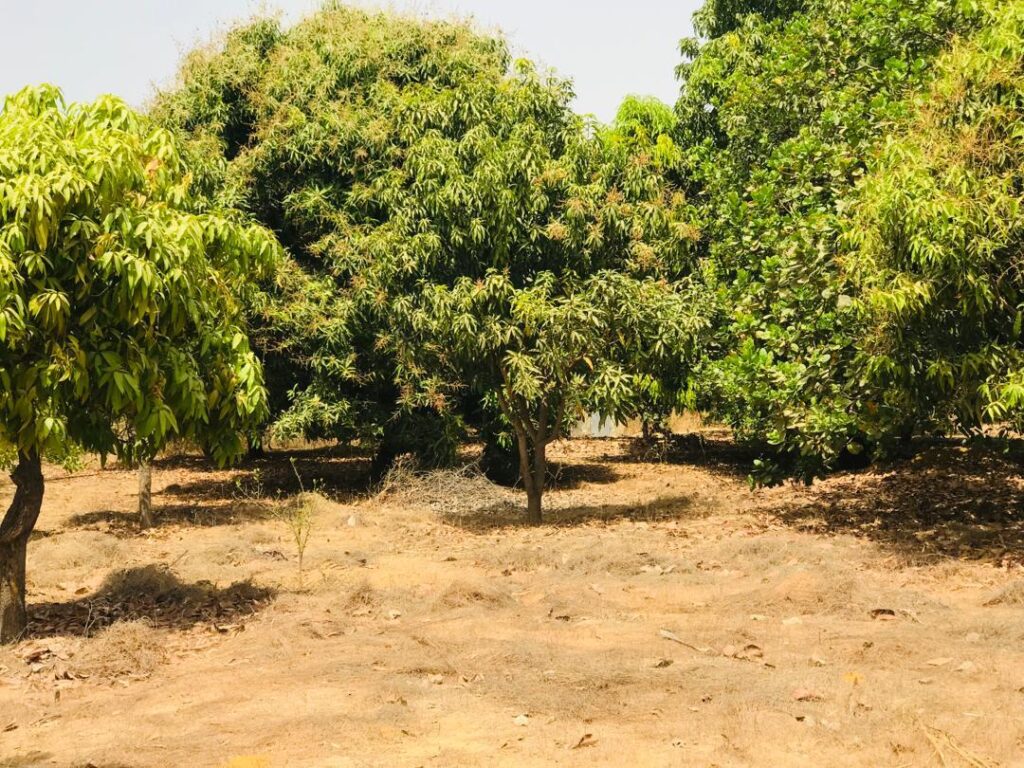 Ferme de 1,15 Hectare vers Fimela – Fatick