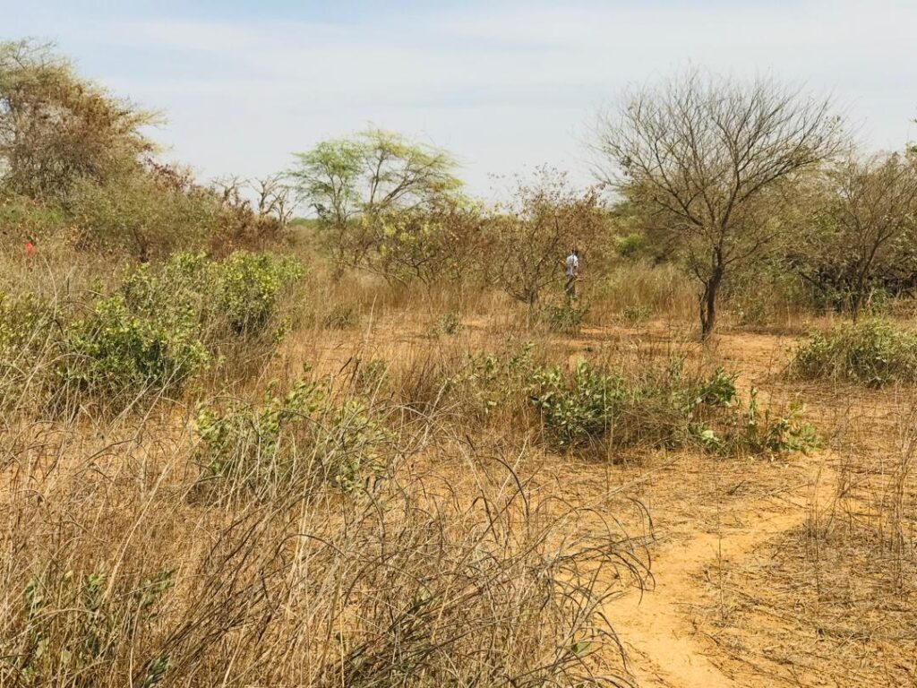 Terrain agricole de 1,50 hectare vers Sindia – Mbour